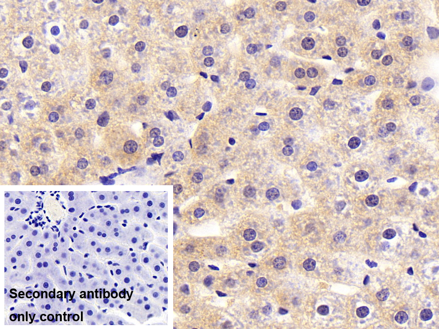 Polyclonal Antibody to N-Acylethanolamine Acid Amidase (NAAA)