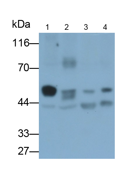 Polyclonal Antibody to Tubulin Beta 6 (TUBb6)