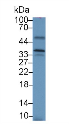 Polyclonal Antibody to Torsin 2A (TOR2A)