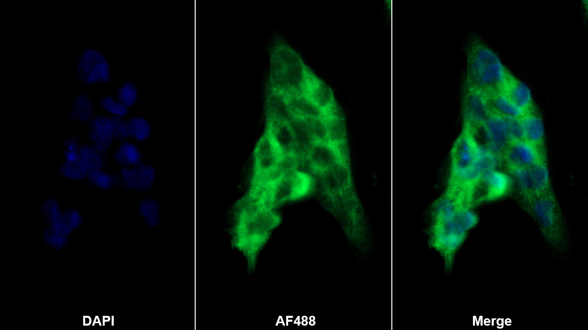 Polyclonal Antibody to Torsin 2A (TOR2A)