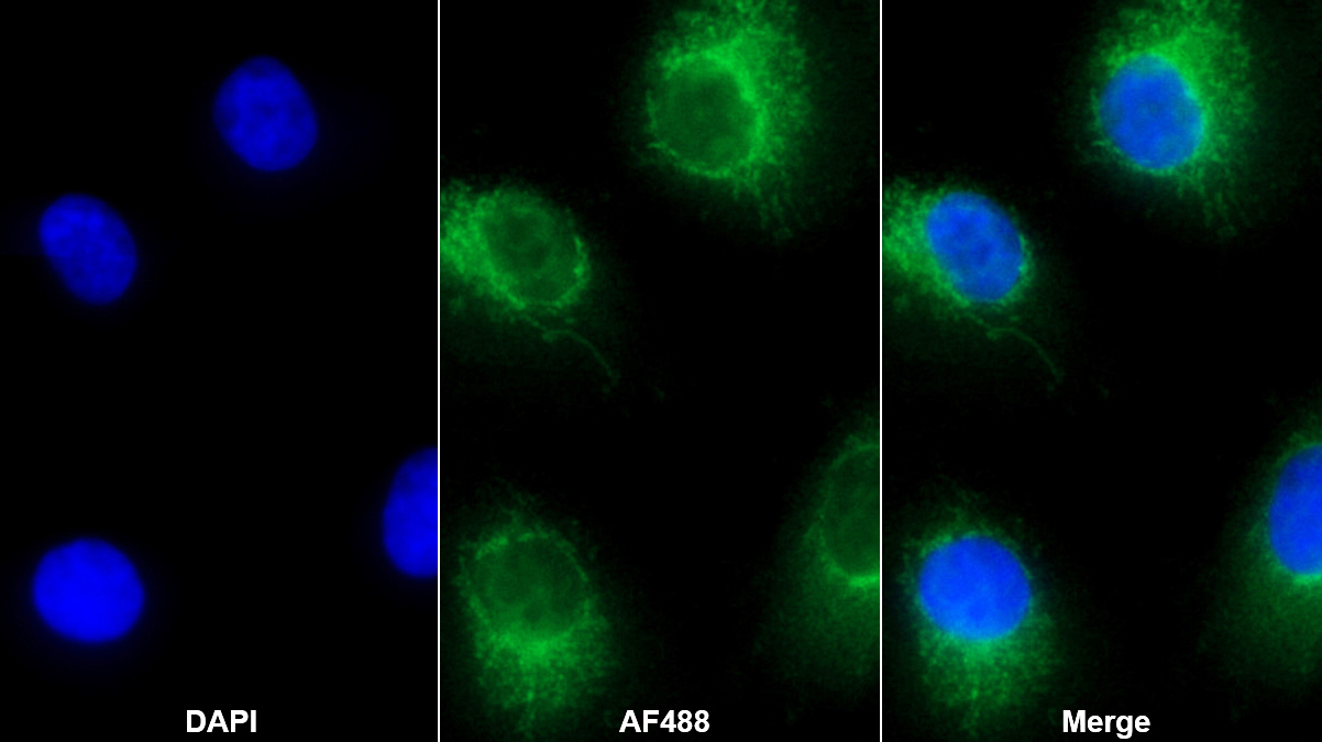 Polyclonal Antibody to Annexin A4 (ANXA4)