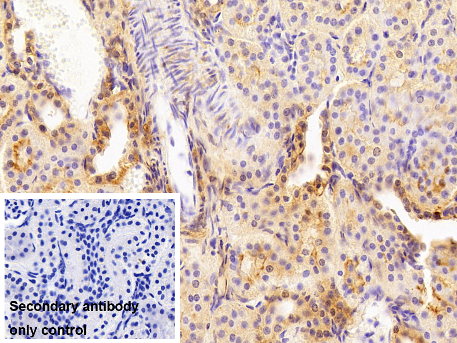 Polyclonal Antibody to Annexin A4 (ANXA4)