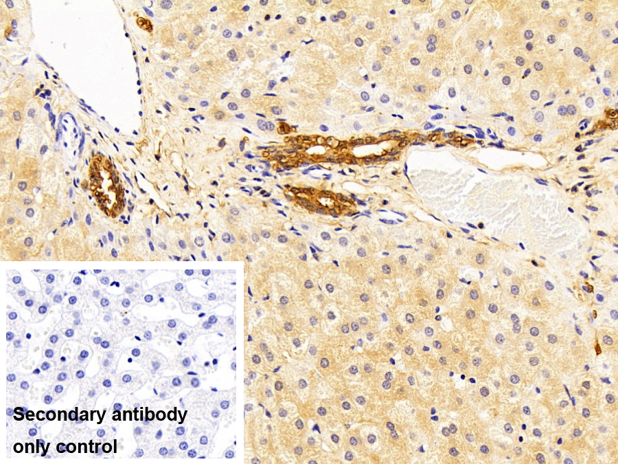 Polyclonal Antibody to Annexin A4 (ANXA4)