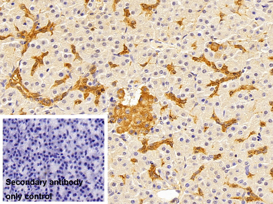 Polyclonal Antibody to Annexin A4 (ANXA4)