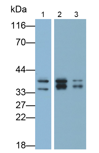 Polyclonal Antibody to Annexin A3 (ANXA3)