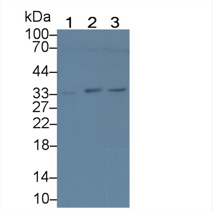 Polyclonal Antibody to Deoxyribonuclease X (DNASEX)