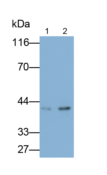 Polyclonal Antibody to Histone Deacetylase 11 (HDAC11)