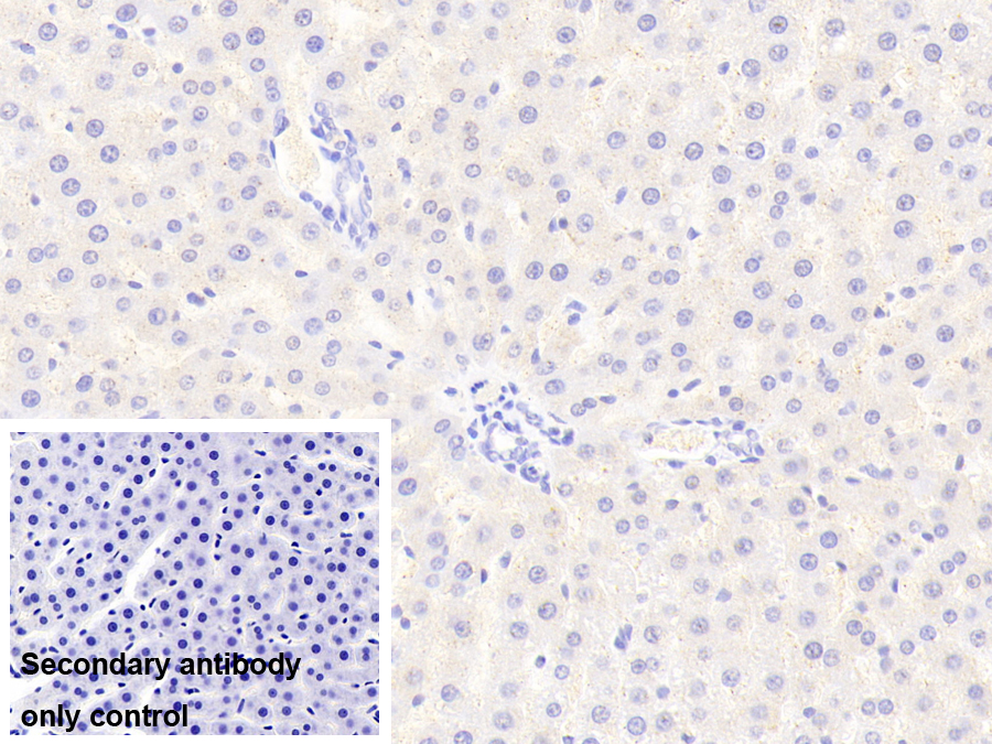 Polyclonal Antibody to Sirtuin 4 (SIRT4)