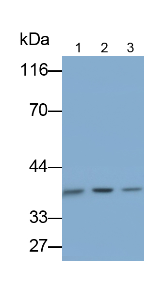 Polyclonal Antibody to Eukaryotic Translation Initiation Factor 2 Subunit 1 (EIF2S1)