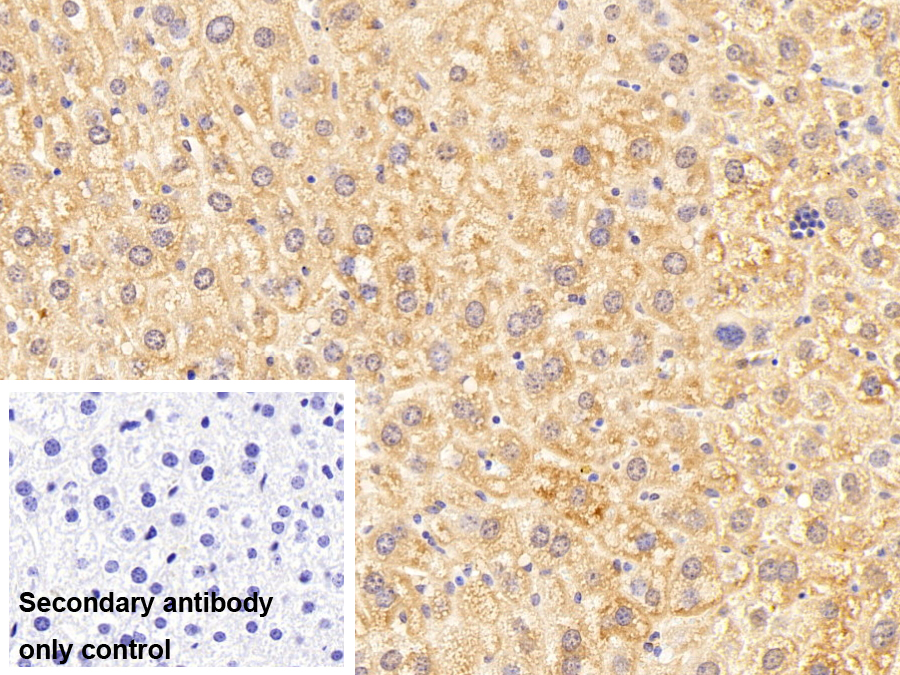 Polyclonal Antibody to Eukaryotic Translation Elongation Factor 1 Beta 2 (EEF1b2)