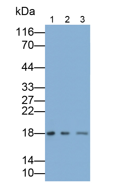 Polyclonal Antibody to Eukaryotic Translation Elongation Factor 1 Epsilon 1 (EEF1e1)