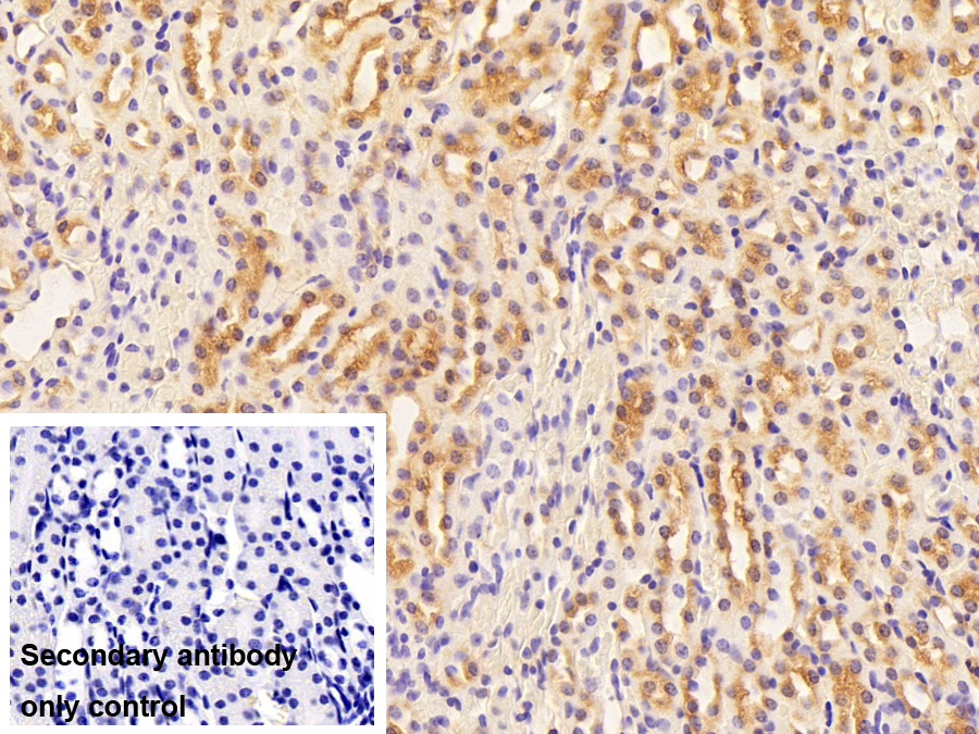 Polyclonal Antibody to Eukaryotic Translation Elongation Factor 1 Epsilon 1 (EEF1e1)