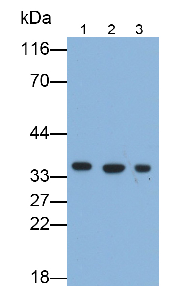 Polyclonal Antibody to Ribosomal Protein L6 (RPL6)