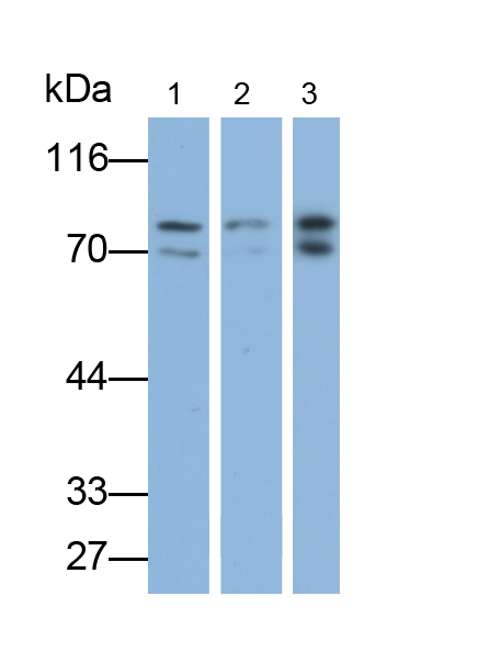 Polyclonal Antibody to Splicing Factor 1 (SF1)