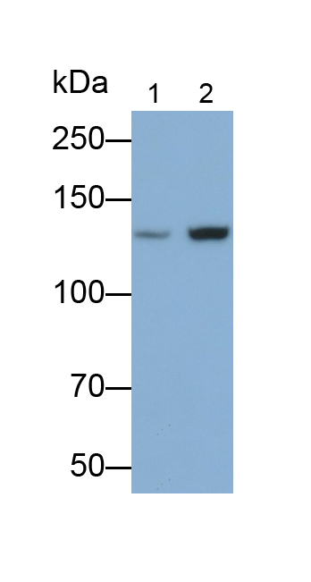 Polyclonal Antibody to Exportin 5 (XPO5)