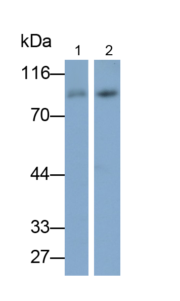 Polyclonal Antibody to Tight Junction Associated Protein 1, Peripheral (TJAP1)