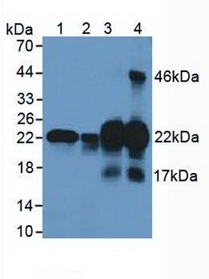 Polyclonal Antibody to Cysteine And Glycine Rich Protein 1 (CSRP1)