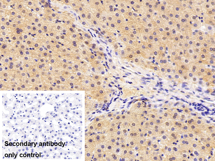 Polyclonal Antibody to Crystallin Lambda 1 (CRYl1)