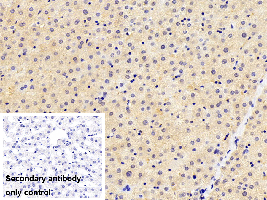 Polyclonal Antibody to Crystallin Lambda 1 (CRYl1)