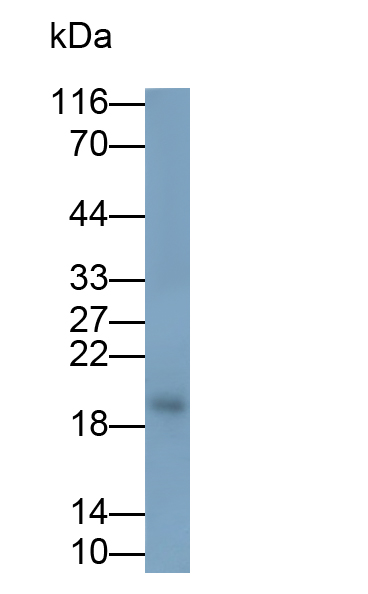 Polyclonal Antibody to Heat Shock Protein Beta 9 (HSPb9)