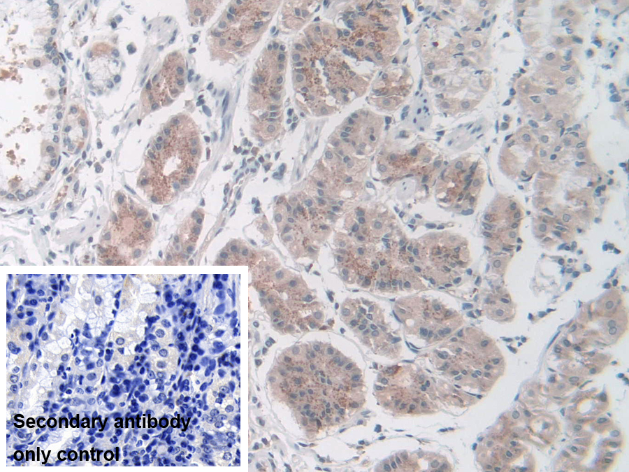 Polyclonal Antibody to Nidogen 2 (NID2)