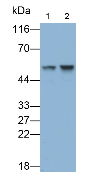 Polyclonal Antibody to Flotillin 1 (FLOT1)