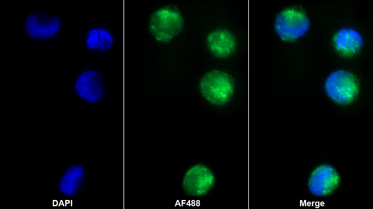 Polyclonal Antibody to Growth Factor Receptor Bound Protein 10 (Grb10)
