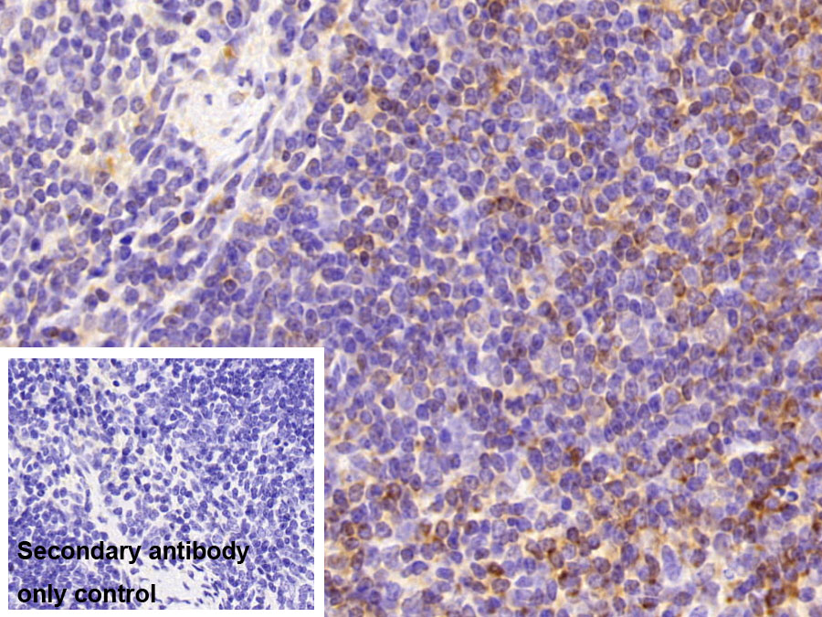 Polyclonal Antibody to Histocompatibility HA1, Minor (HMHA1)