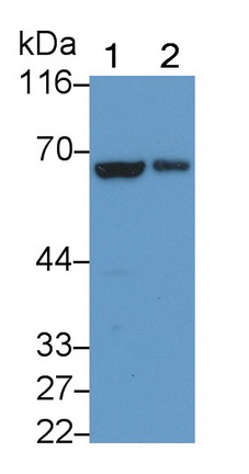 Polyclonal Antibody to Lysyl Oxidase Like Protein 3 (LOXL3)