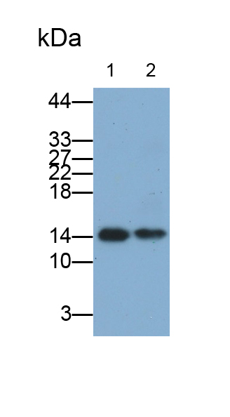 Polyclonal Antibody to Uroplakin 2 (UPK2)