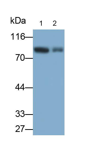 Polyclonal Antibody to Mitofusin 2 (MFN2)