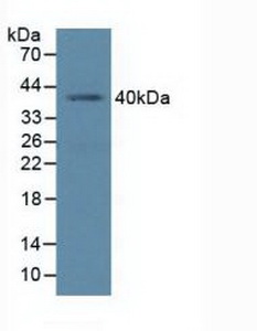 Polyclonal Antibody to Polycomb Group Ring Finger Protein 4 (PCGF4)
