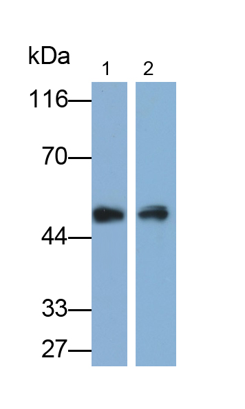 Polyclonal Antibody to Peripherin (PRPH)