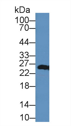 Polyclonal Antibody to Peroxiredoxin 3 (PRDX3)