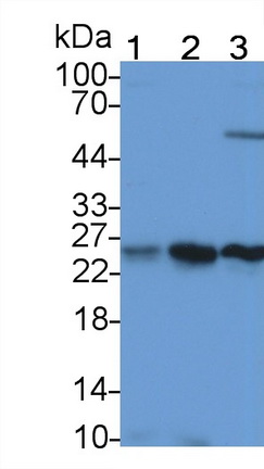 Polyclonal Antibody to Peroxiredoxin 3 (PRDX3)