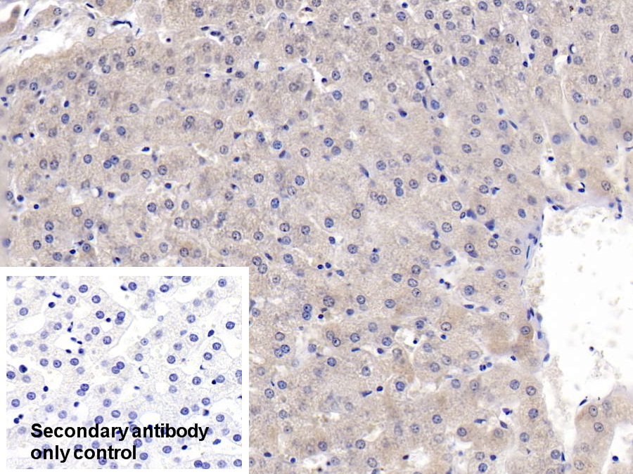 Polyclonal Antibody to Peroxiredoxin 3 (PRDX3)