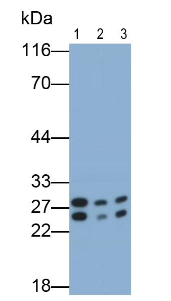 Polyclonal Antibody to Peroxiredoxin 4 (PRDX4)