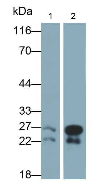 Polyclonal Antibody to Peroxiredoxin 6 (PRDX6)