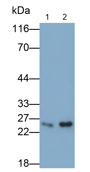 Polyclonal Antibody to Peroxiredoxin 2 (PRDX2)