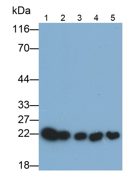 Polyclonal Antibody to Peroxiredoxin 2 (PRDX2)