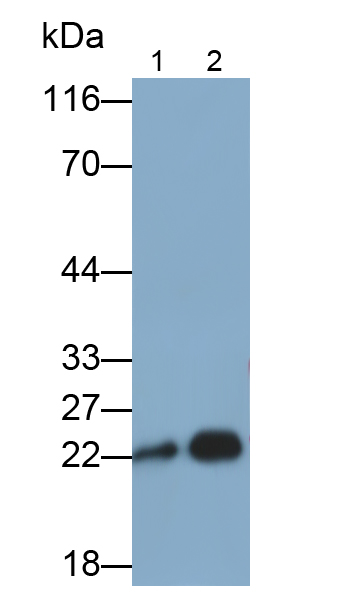 Polyclonal Antibody to Peroxiredoxin 2 (PRDX2)