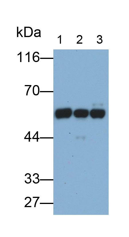 Polyclonal Antibody to Phosphatase And Tensin Homolog (PTEN)