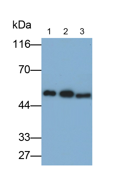 Polyclonal Antibody to Septin 6 (SEPT6)