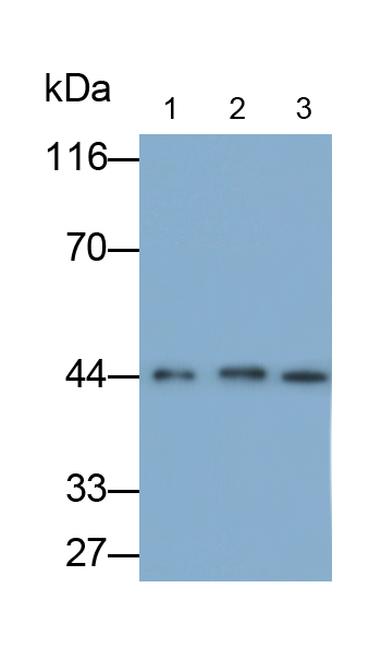 Polyclonal Antibody to G Protein Coupled Estrogen Receptor 1 (GPER)