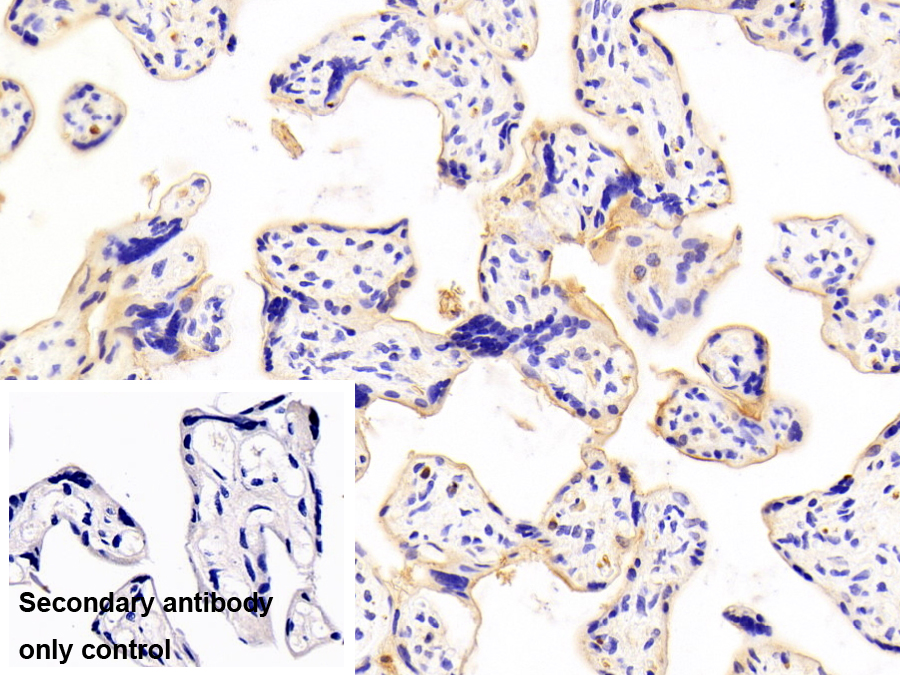 Polyclonal Antibody to G Protein Coupled Estrogen Receptor 1 (GPER)