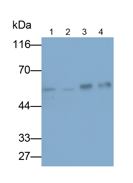 Polyclonal Antibody to Purinergic Receptor P2X, Ligand Gated Ion Channel 4 (P2RX4)