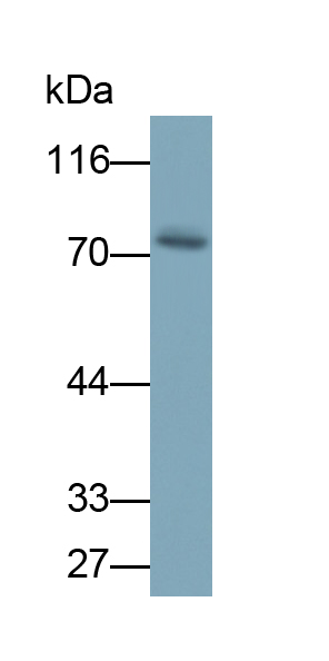 Polyclonal Antibody to Aspartyl tRNA Synthetase 2, Mitochondrial (DARS2)