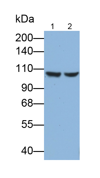 Polyclonal Antibody to Isoleucyl tRNA Synthetase 2, Mitochondrial (IARS2)