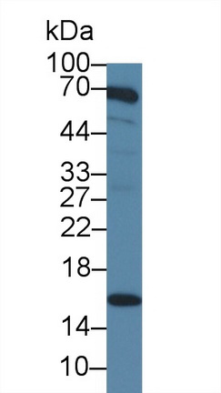 Polyclonal Antibody to Small Ubiquitin Related Modifier Protein 2 (SUMO2)
