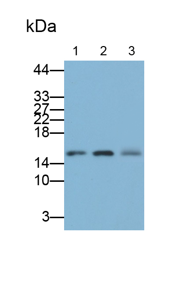 Polyclonal Antibody to Small Ubiquitin Related Modifier Protein 3 (SUMO3)